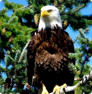 A bald eagle on a tree