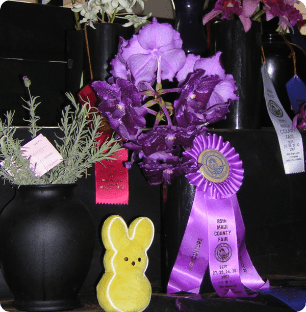A plant in a jar and various awards